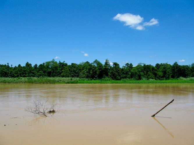 Kinabatangan River, Bornéo (Malaisie)