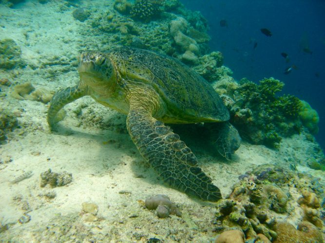 Sipadan Island, Bornéo (Malaisie)