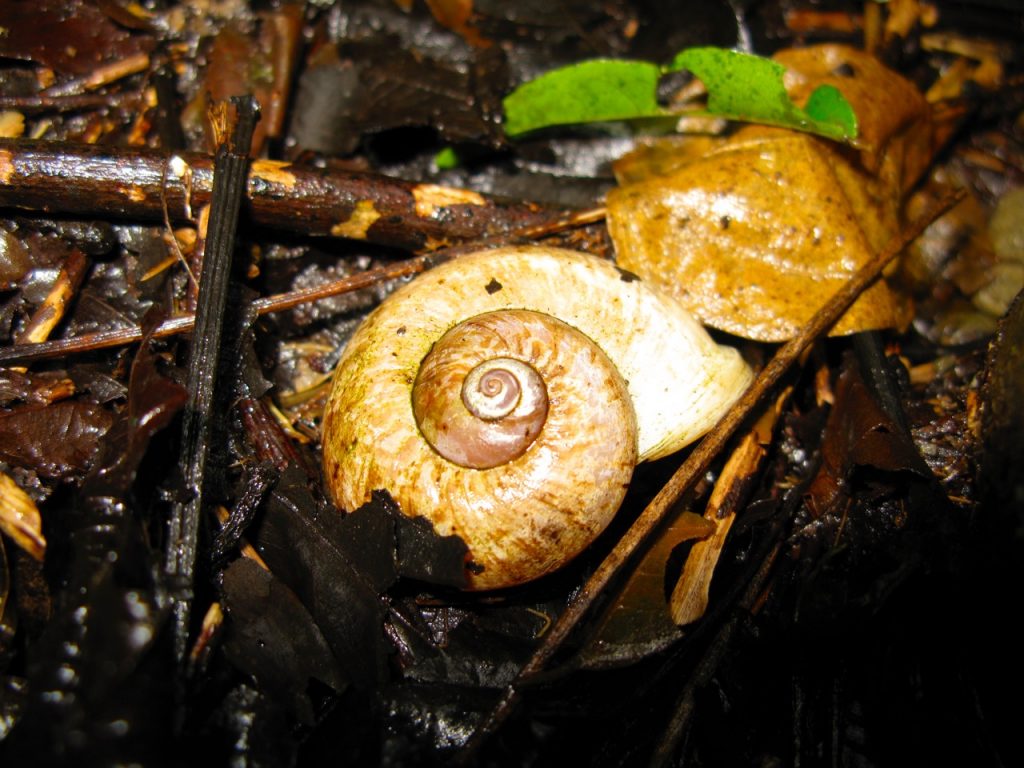Mulu