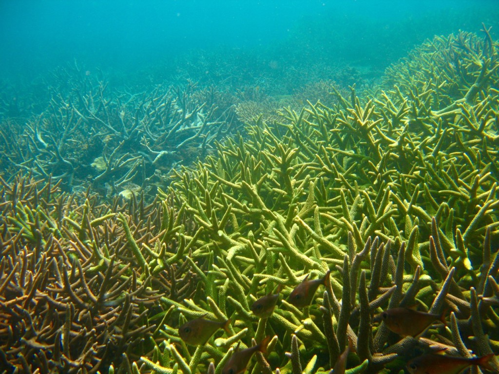 Palawan