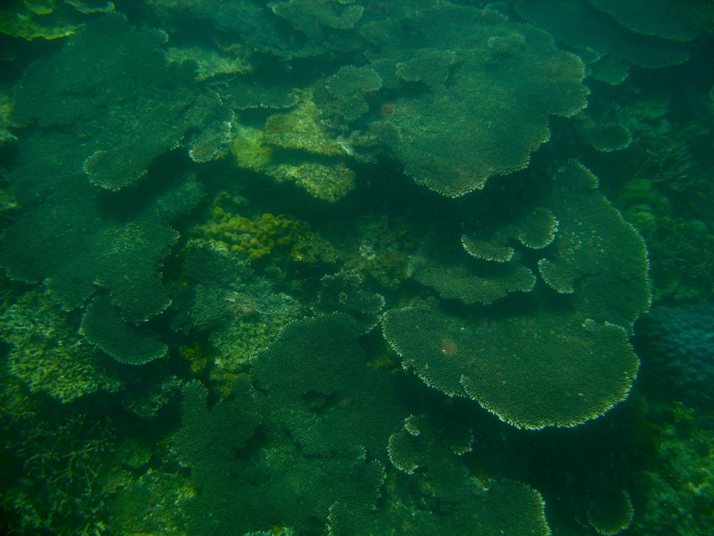 Palawan