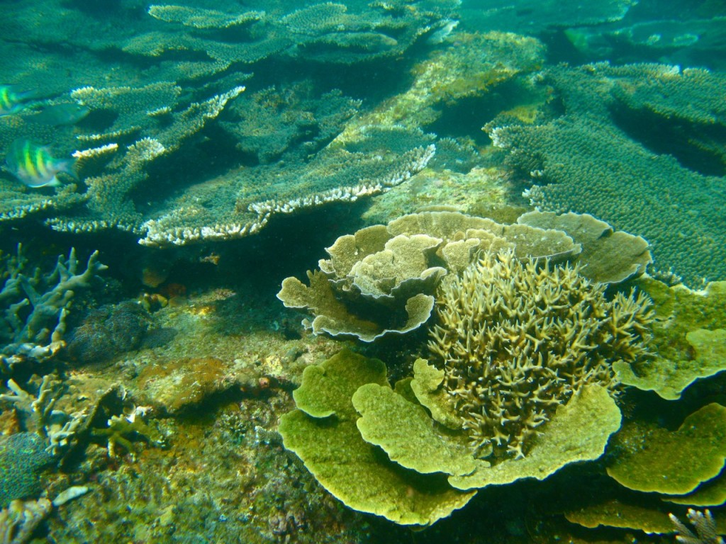 Palawan