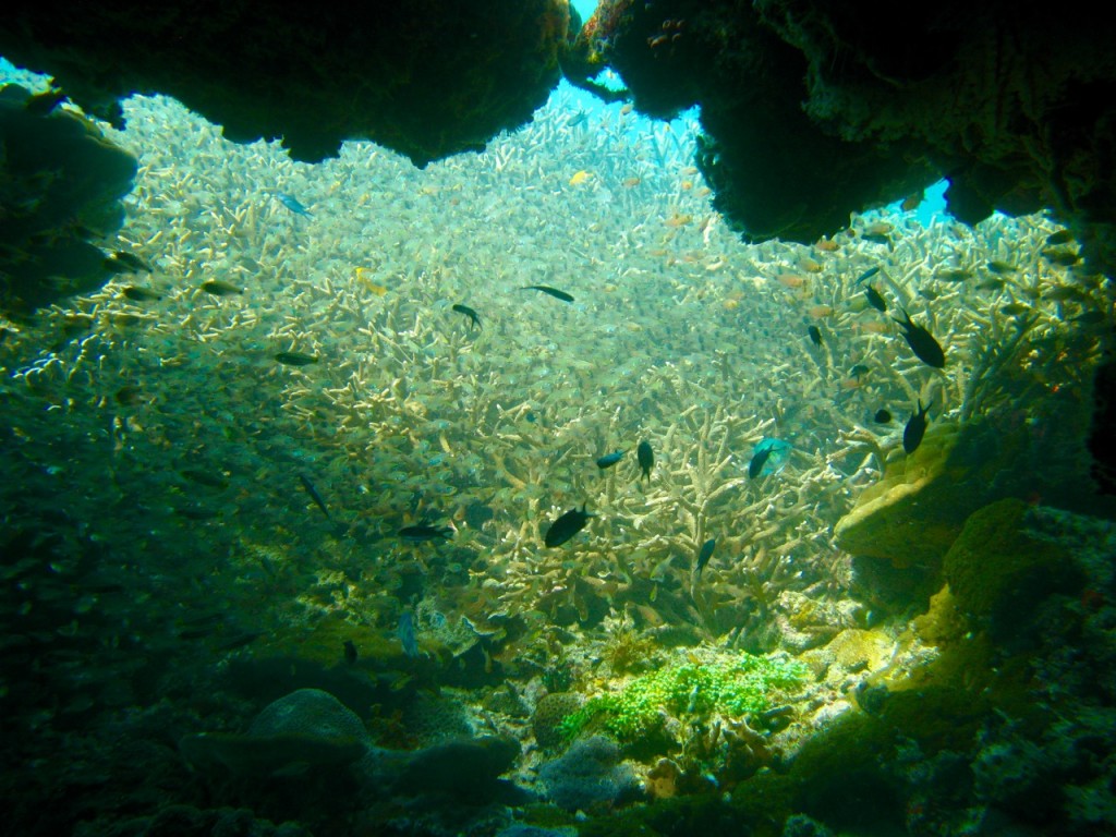 Palawan