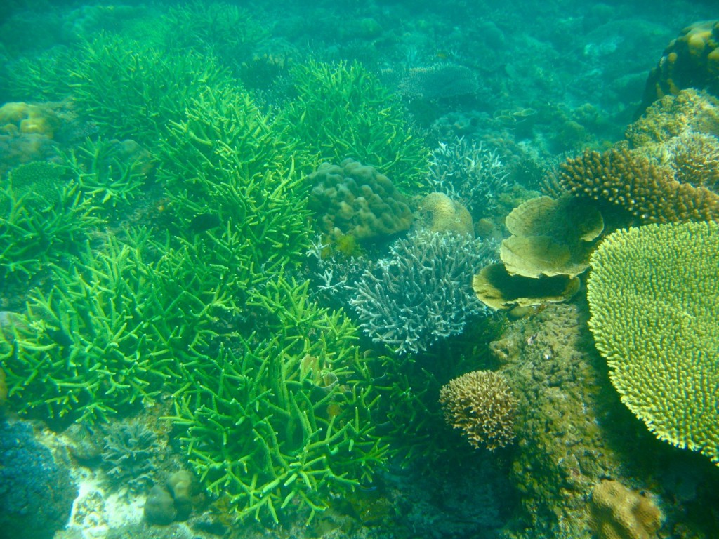 Palawan