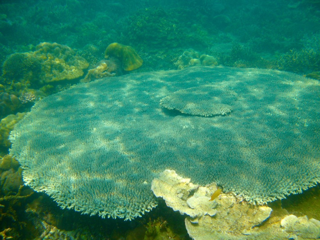 Palawan