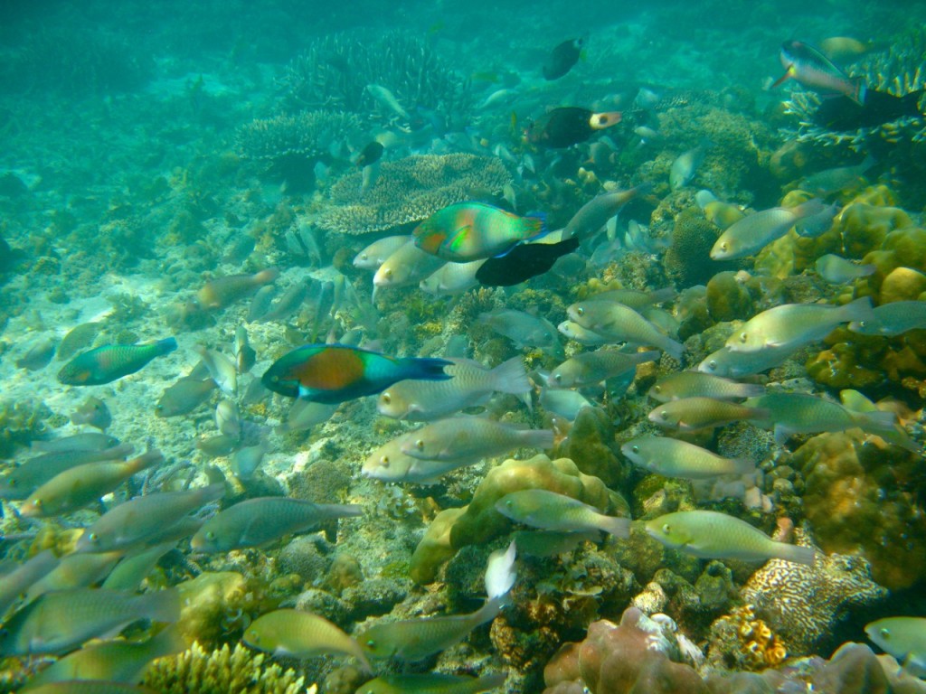 Palawan