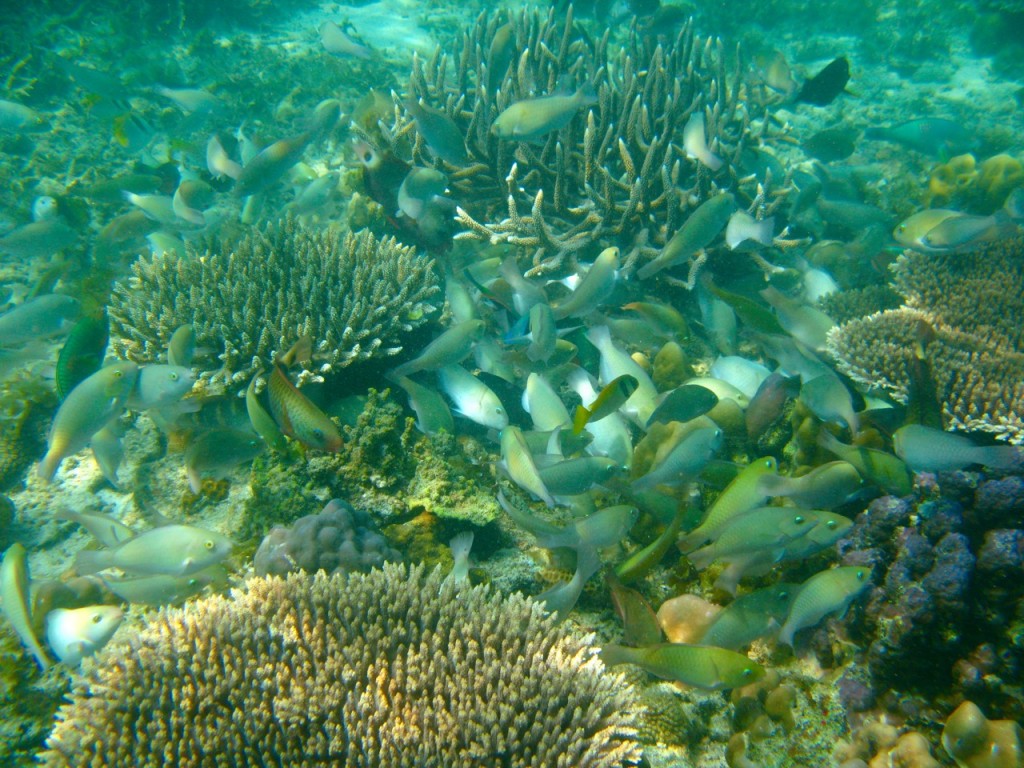 Palawan