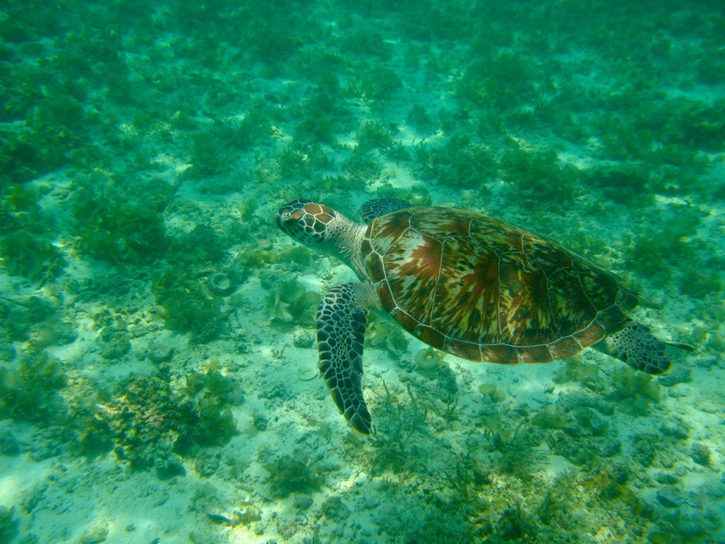 Palawan