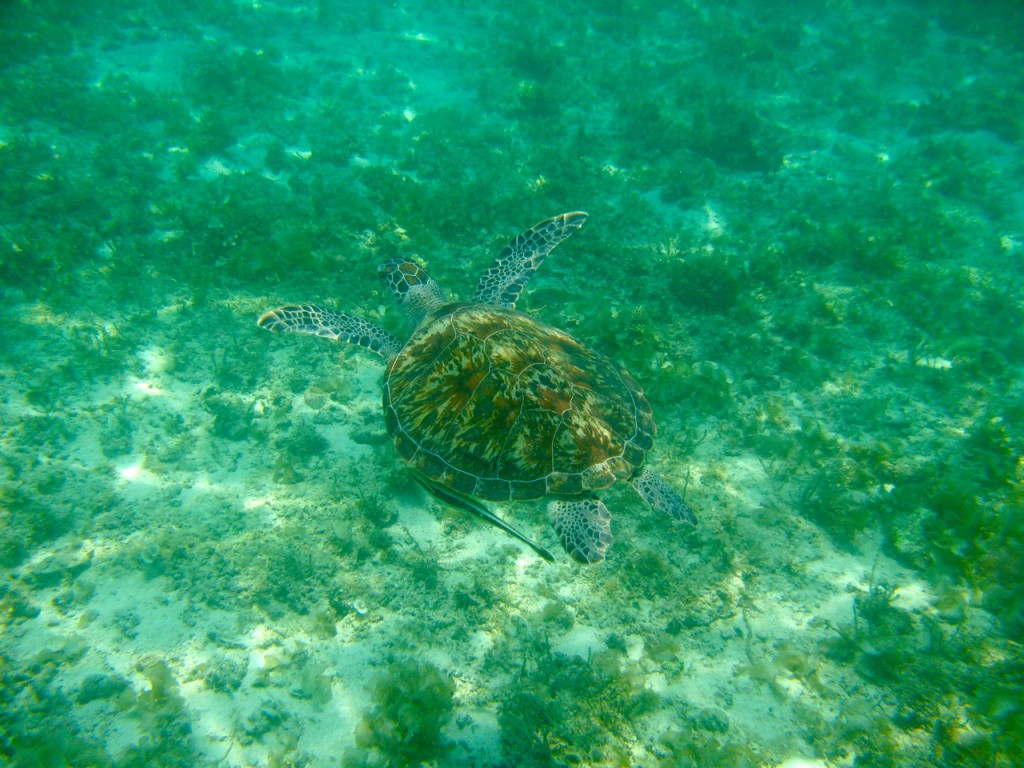 Palawan