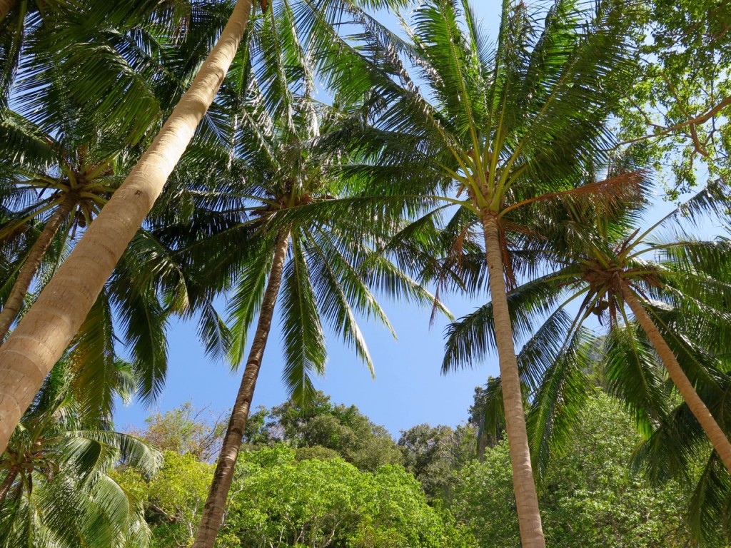 Palawan