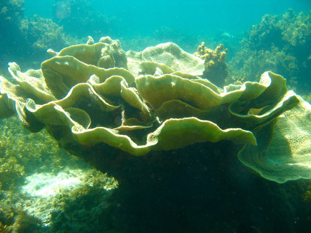Palawan