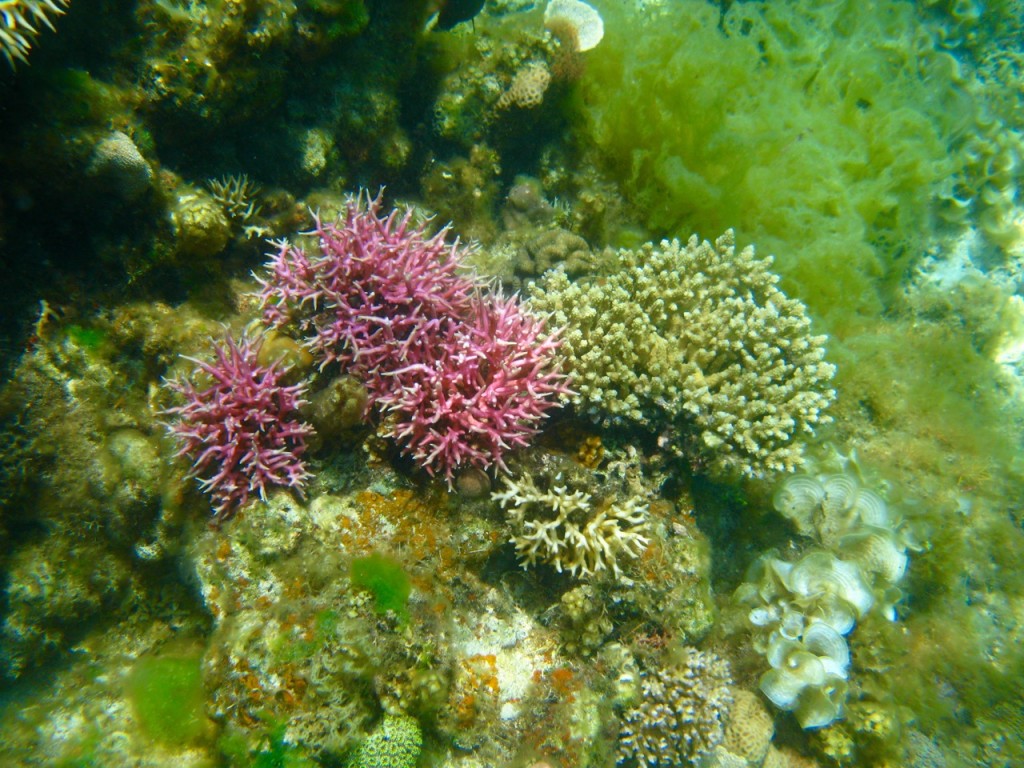 Palawan