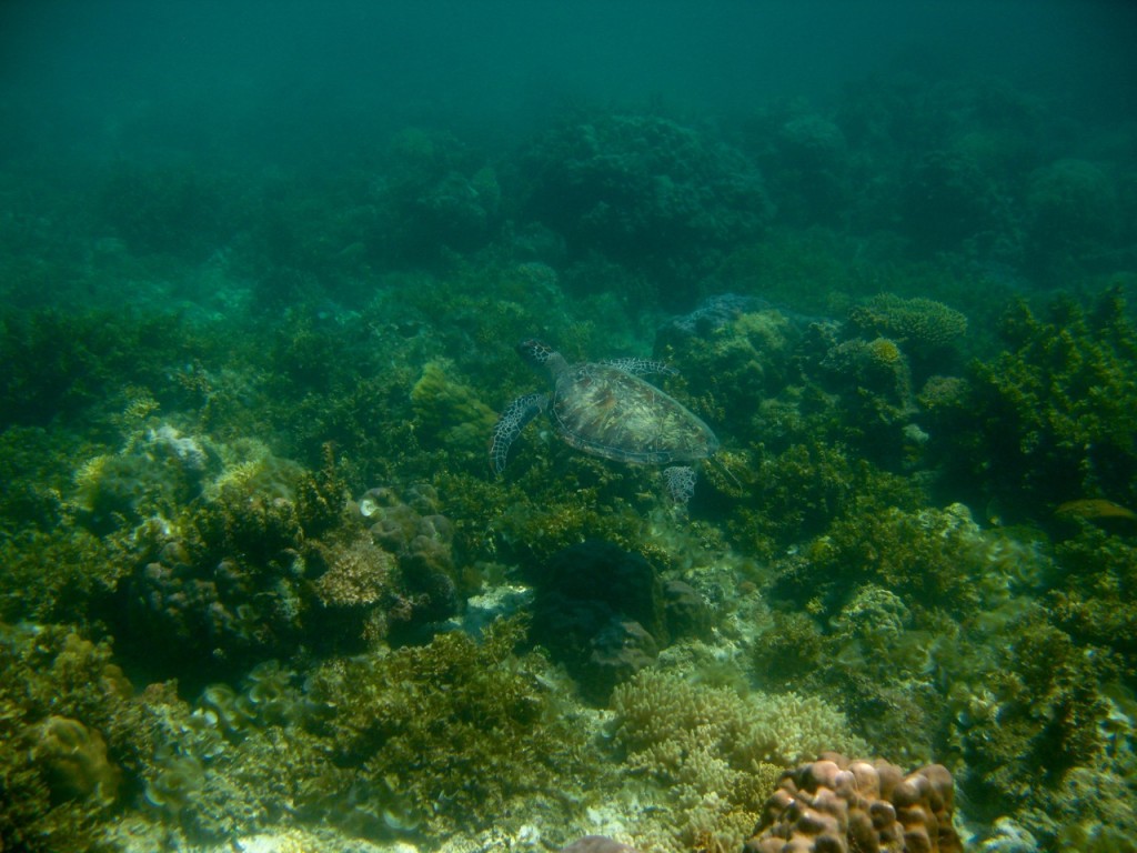 Palawan