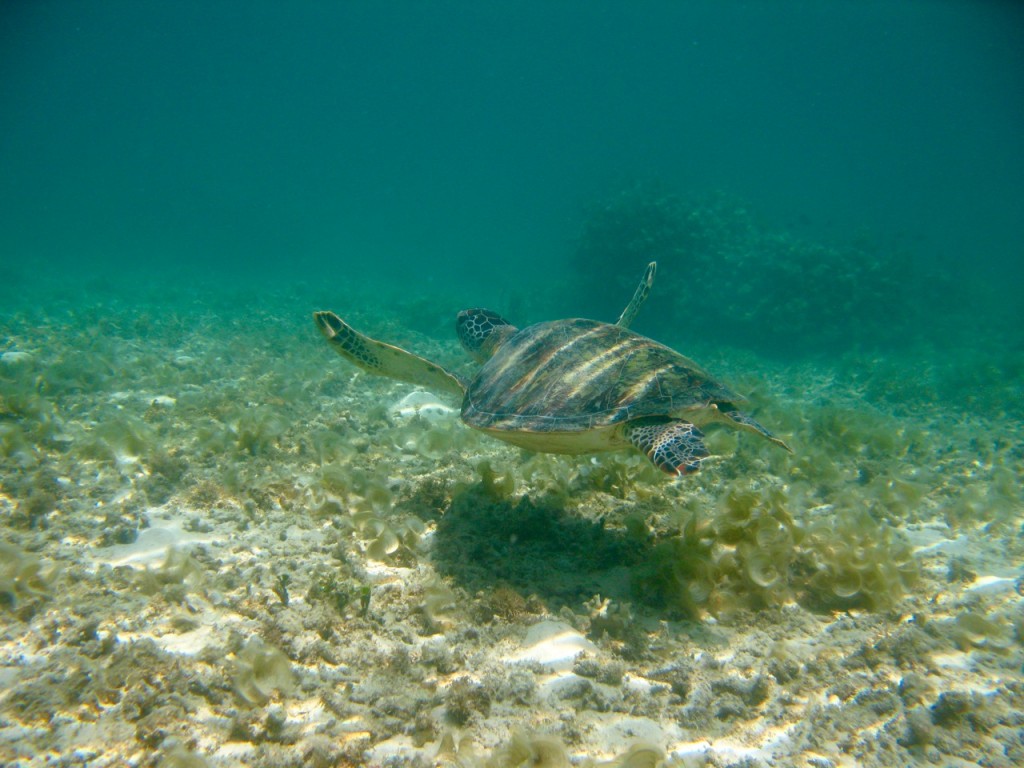 Palawan
