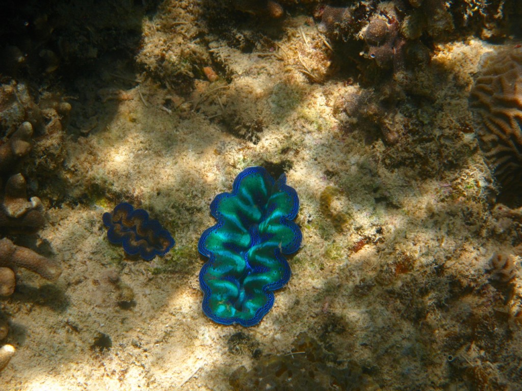 Palawan