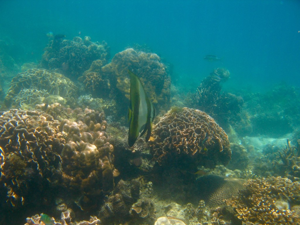 Palawan