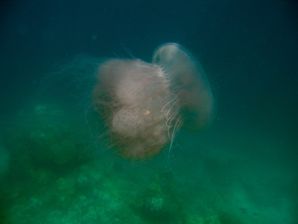 Palawan