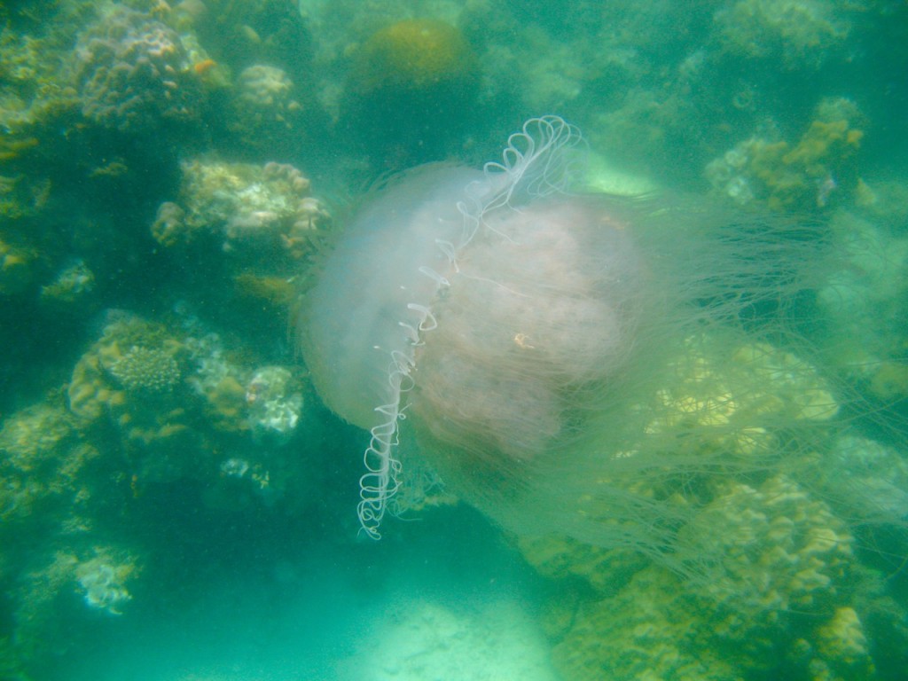 Palawan