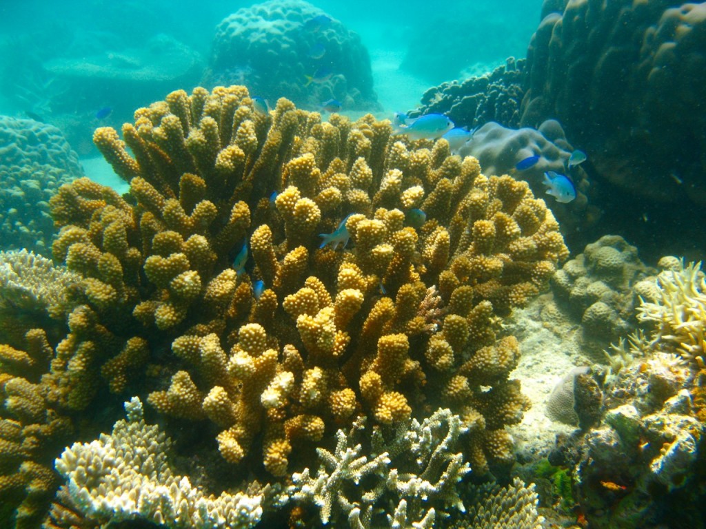 Palawan