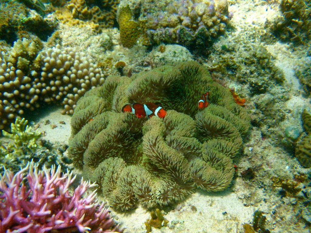 Palawan