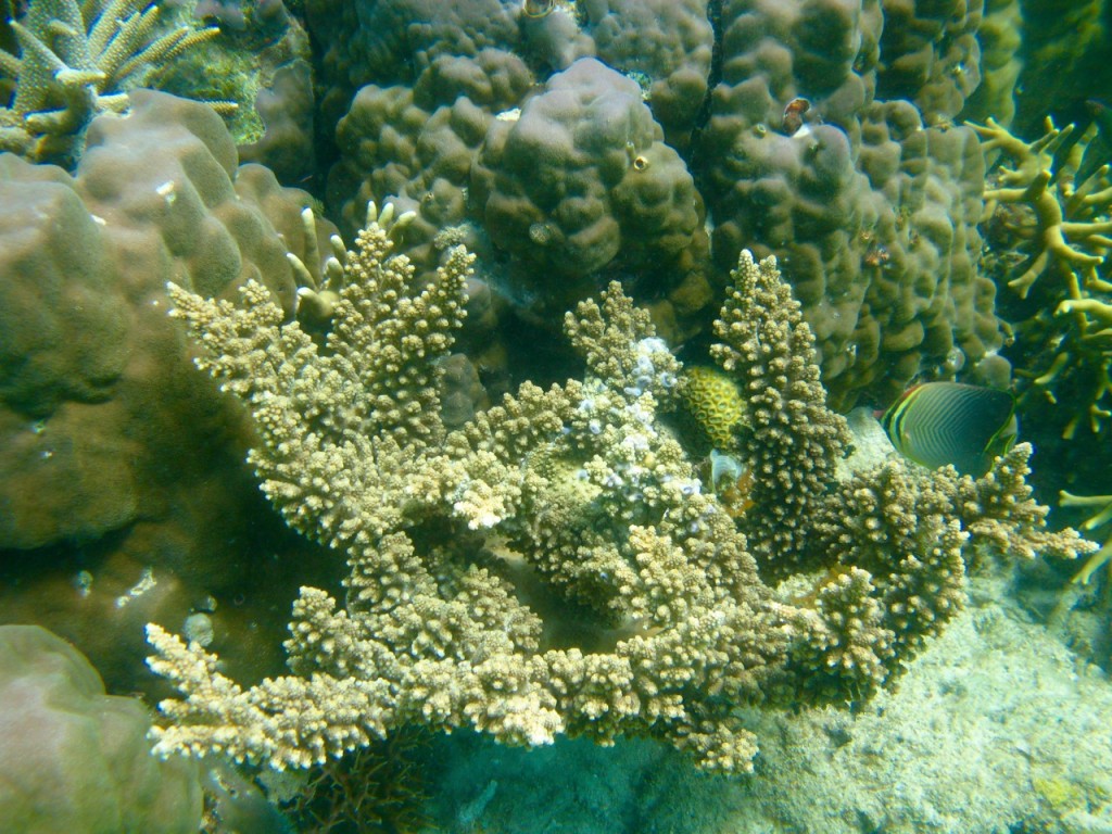 Palawan