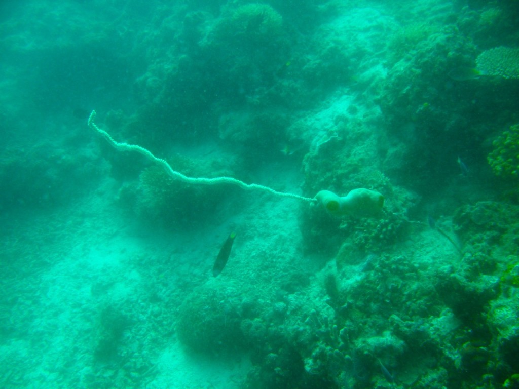 Palawan