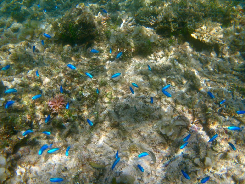 Palawan