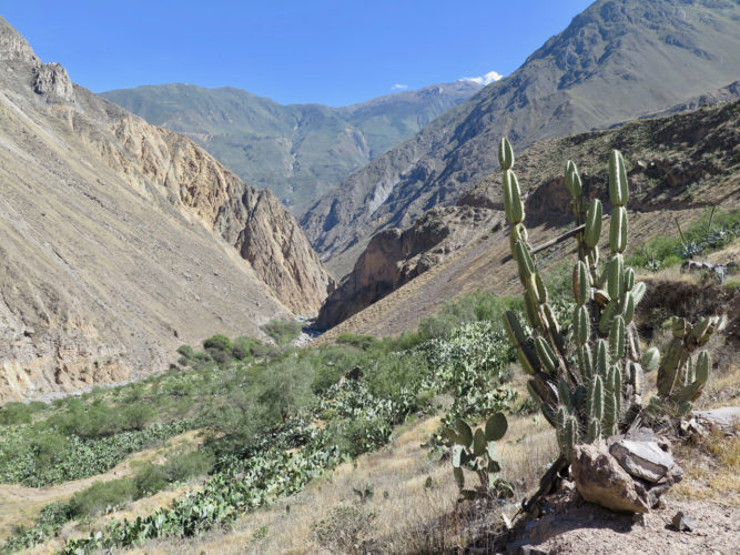Le canyon du Colca : de Cabanaconde à Llahuar (Pérou)
