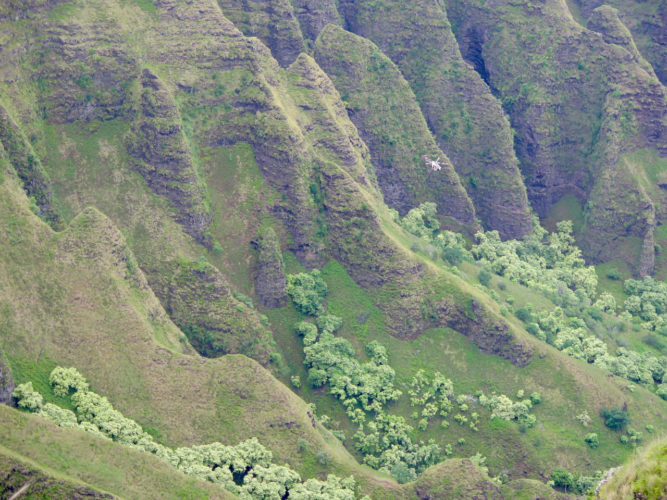 Le Awa'awapuhi Trail, Kauai, Hawaï (États-Unis)